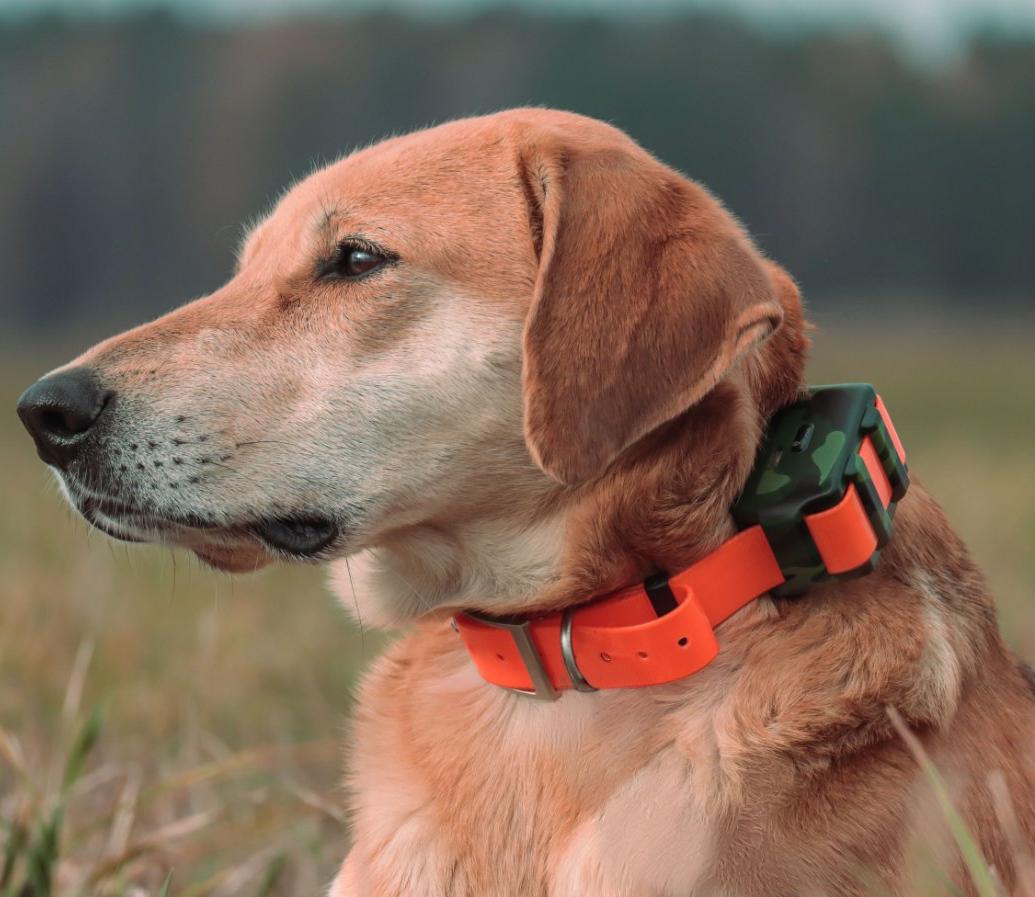 Outdoor Hunting Dog Collar - Localizador à Prova d'Água IP68 para