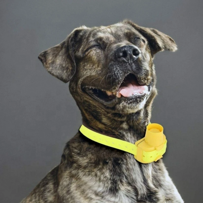 Outdoor Hunting Dog Collar - Coleiras Beeper para Cães de Caça