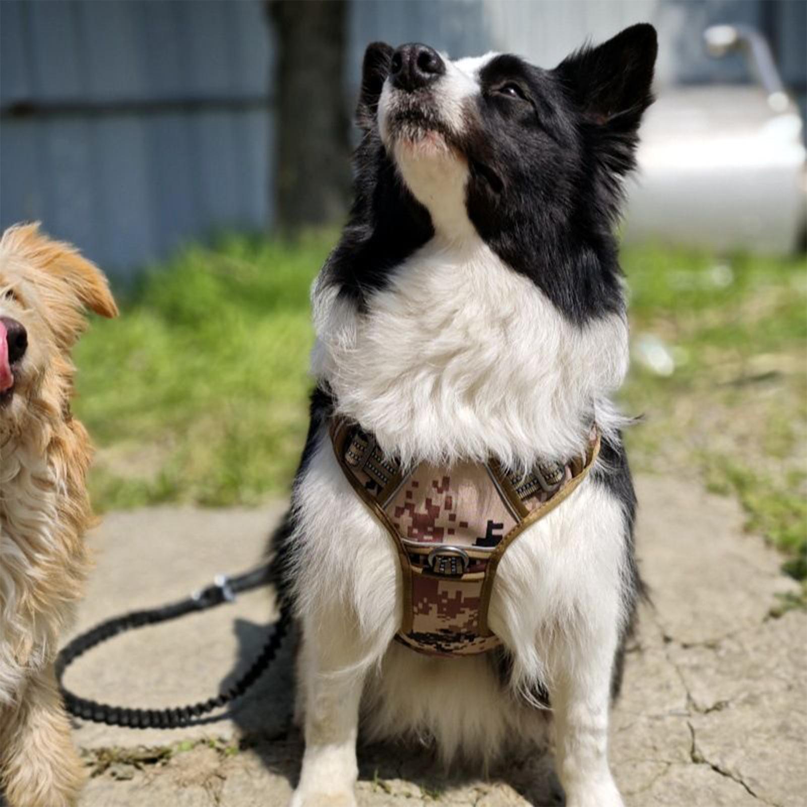 Outdoor Hunting Dog Collar - Arnês para cães com fivela de