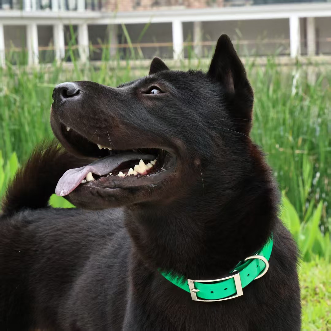 Coleira de Cão em TPU Resisten - Outdoor Hunting Dog Collar avaliação e preço